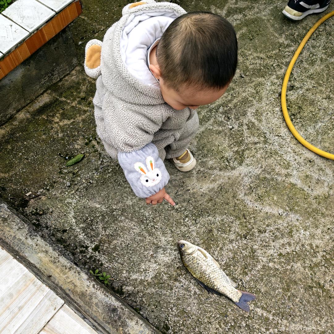 枫
