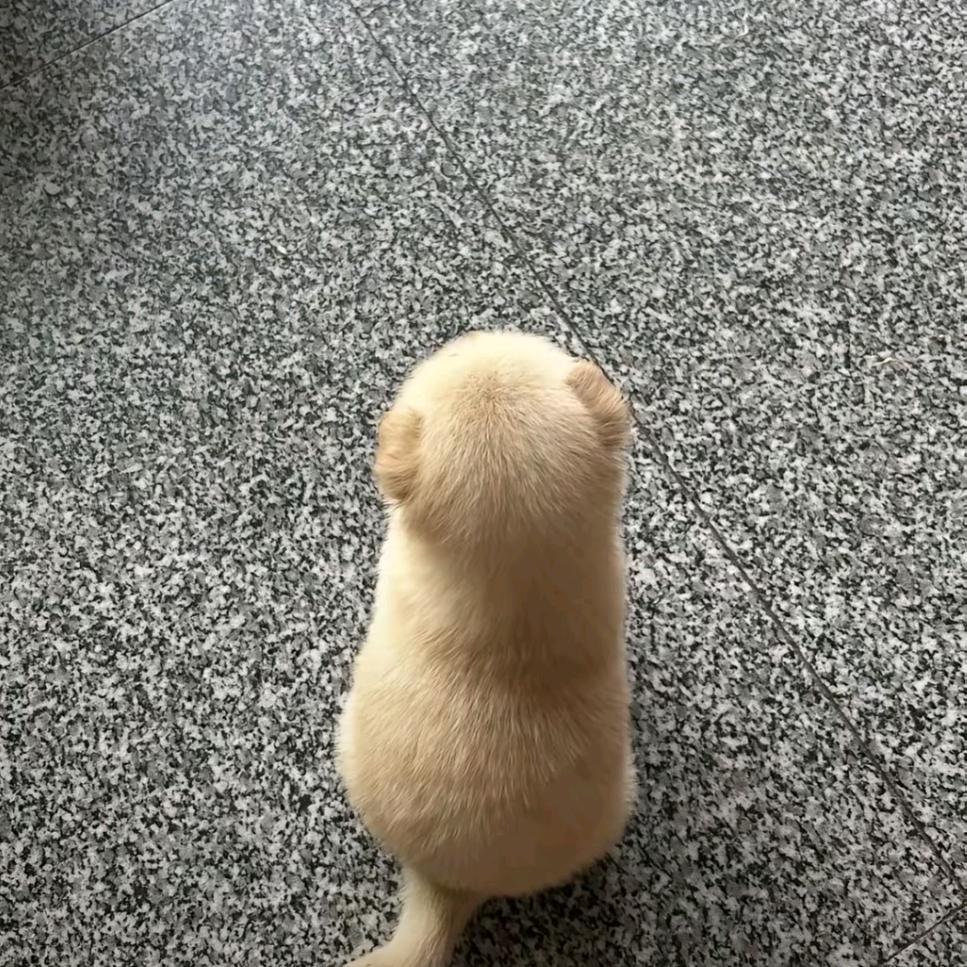 我爱吃罗非鱼