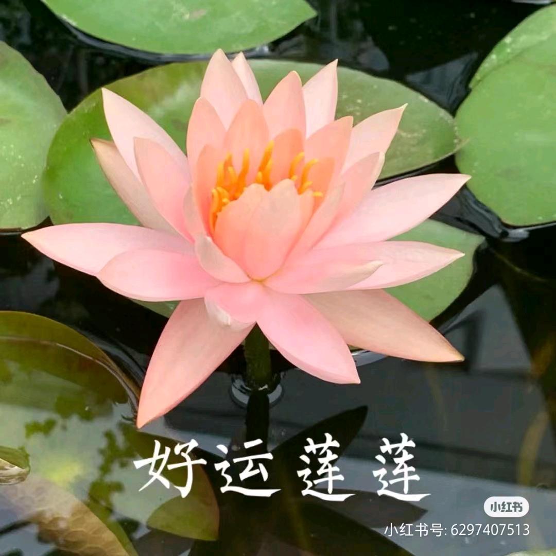 天天开心