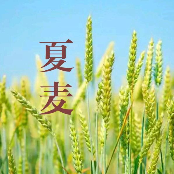 夏麦