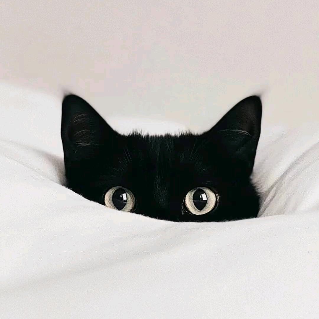 UZ