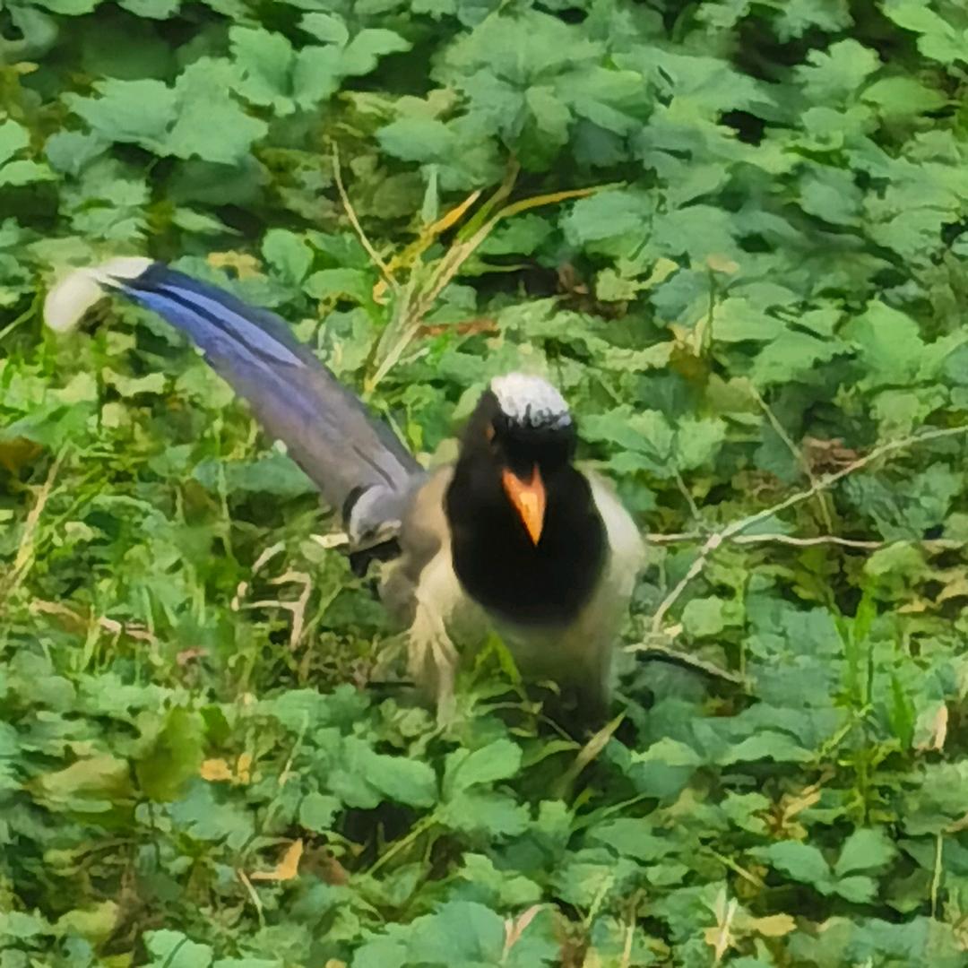 需要一个新名字