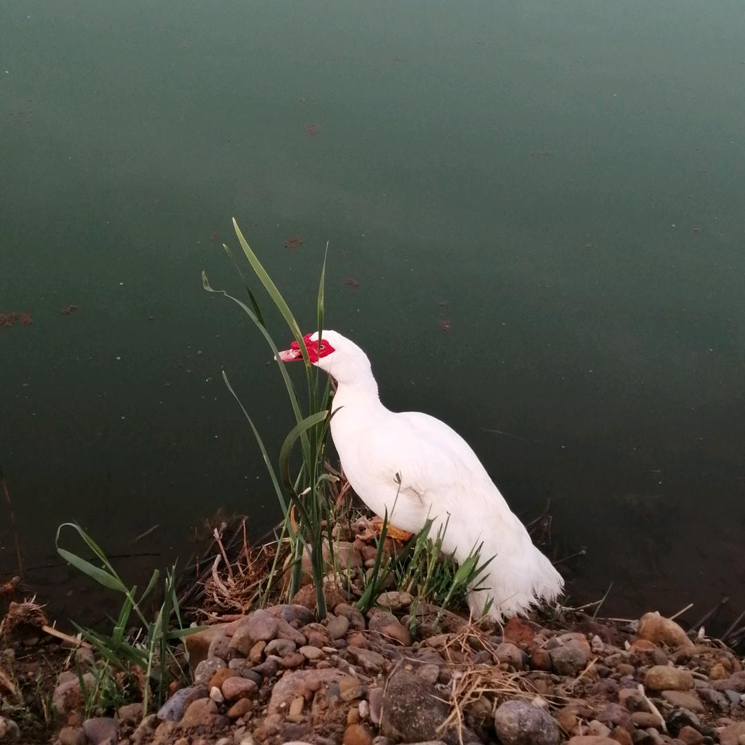 狠辣
