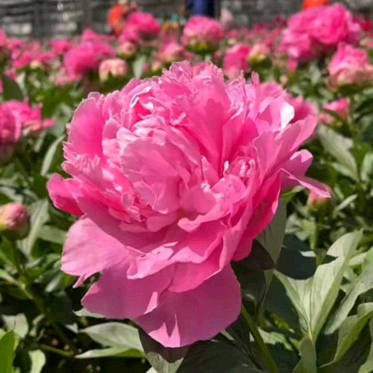 💕心静如水🌷