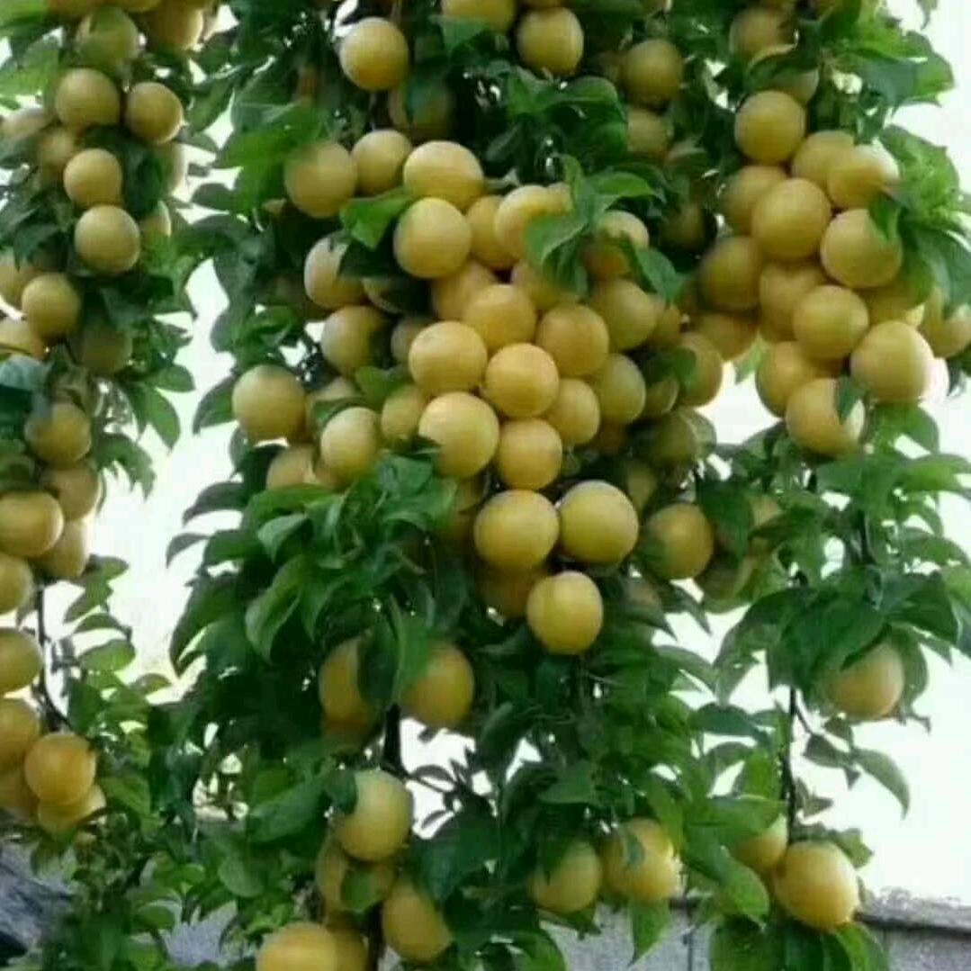 农村卖苦力的180851