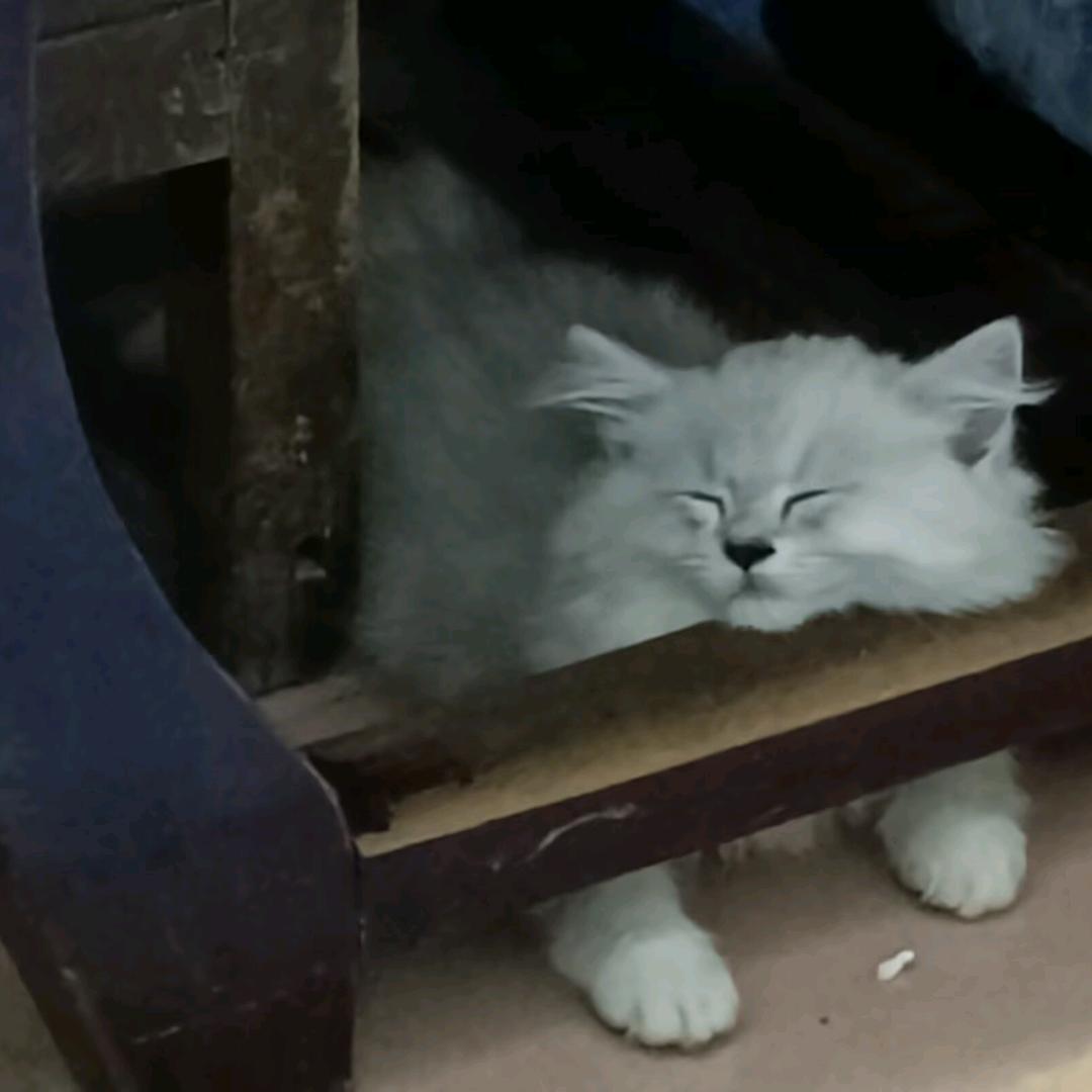 冰沙沙沙