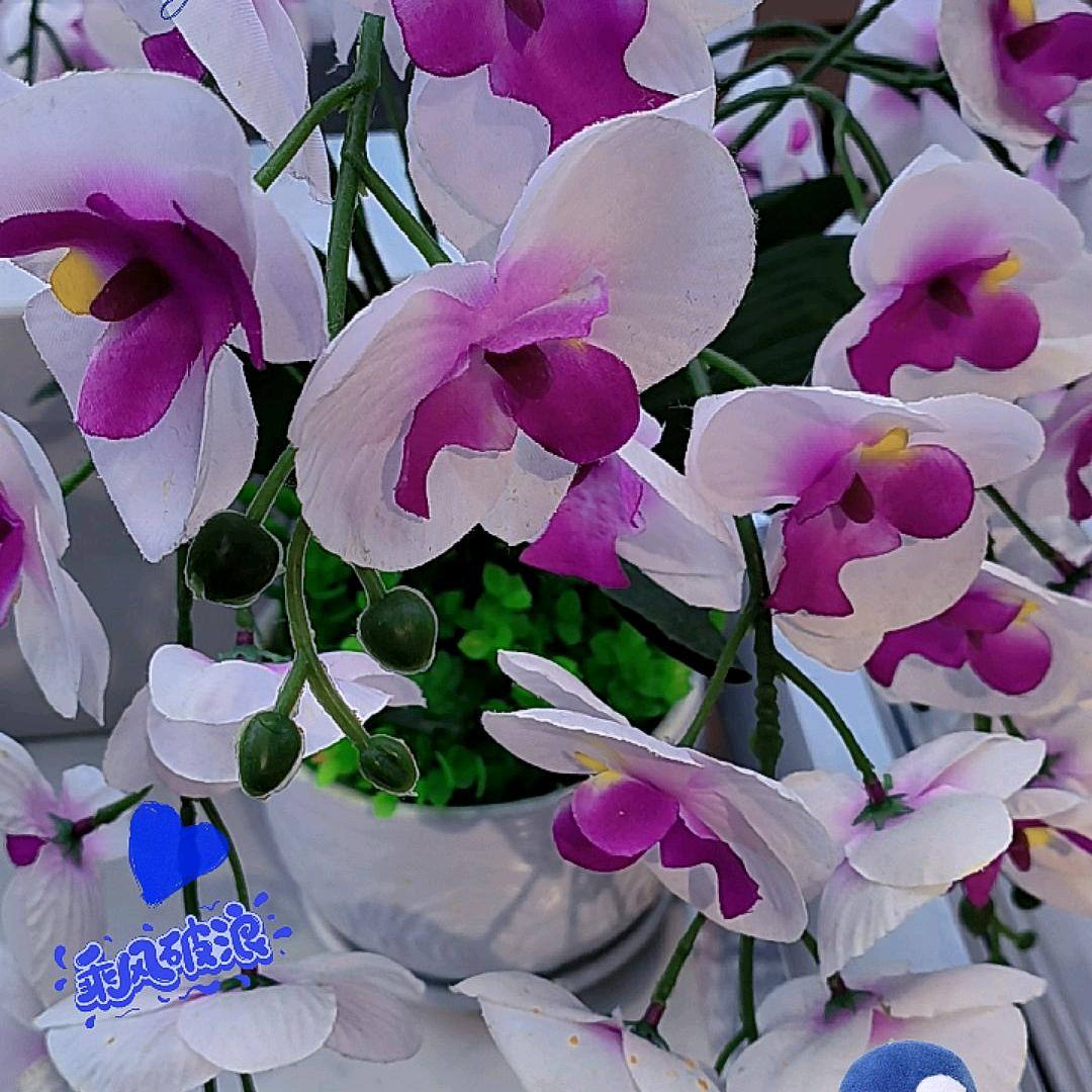 🌻🌻🍂🍂常常喜乐💐💐🍁🍁