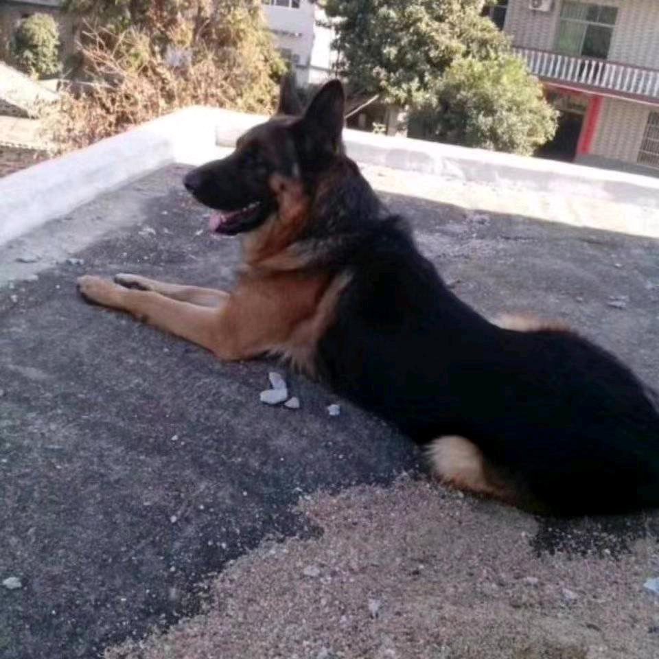 金宝犬舍