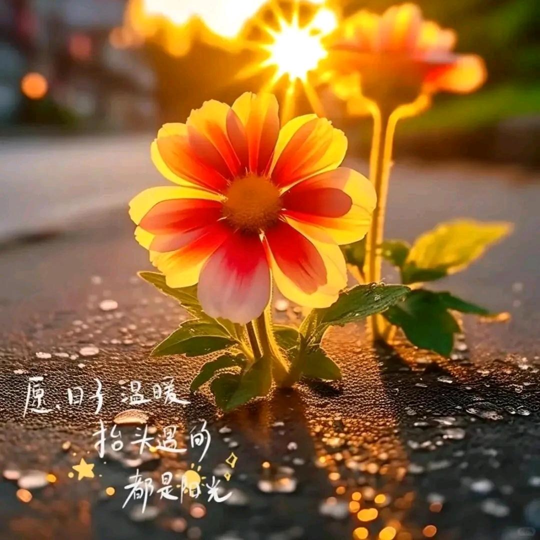 愿明天会更好