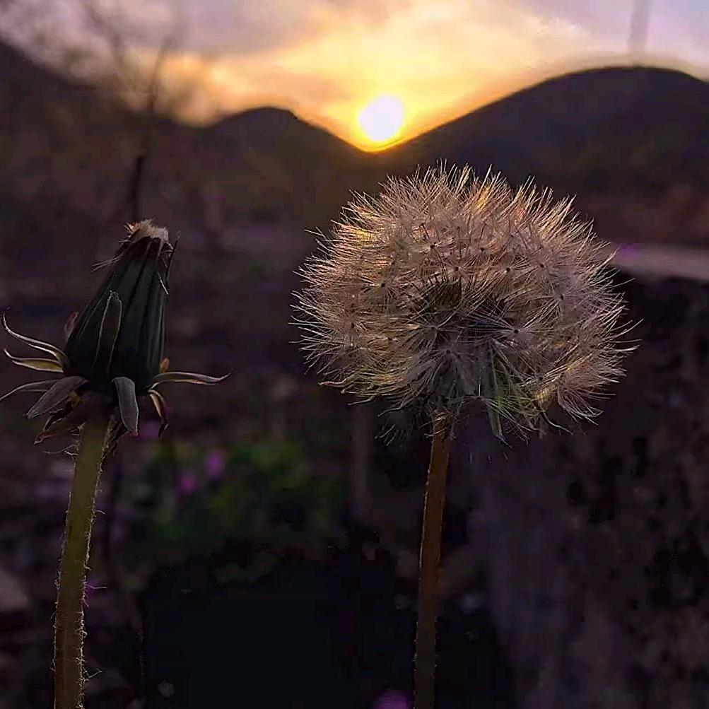 清风拂杨柳