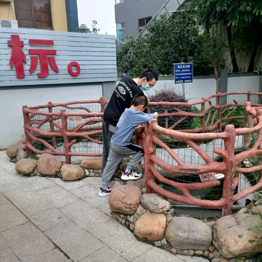 橄榄树