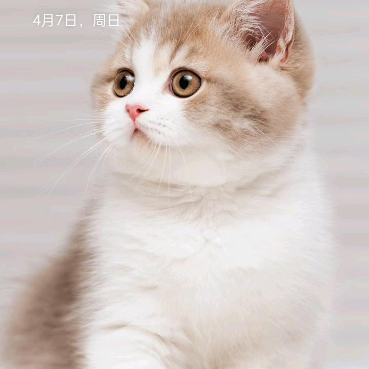 炫武九哥