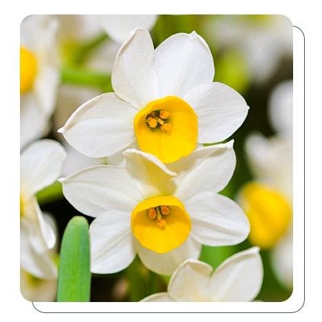 信博水仙花