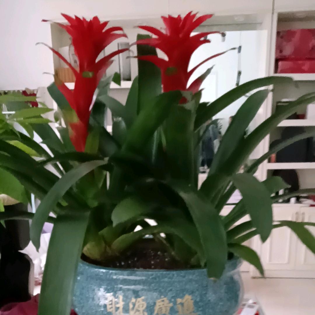 笑看人生