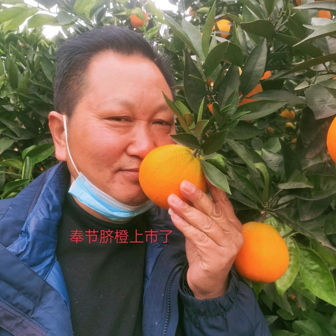 陈大哥讲脐橙