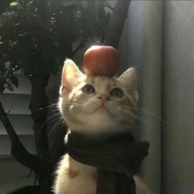🐯小黄不慌