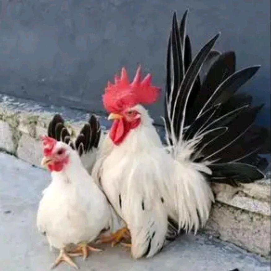 江南啊