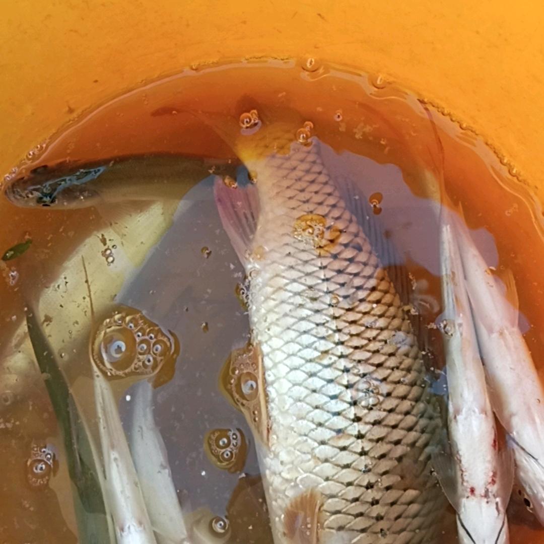 钓鱼快乐每一天