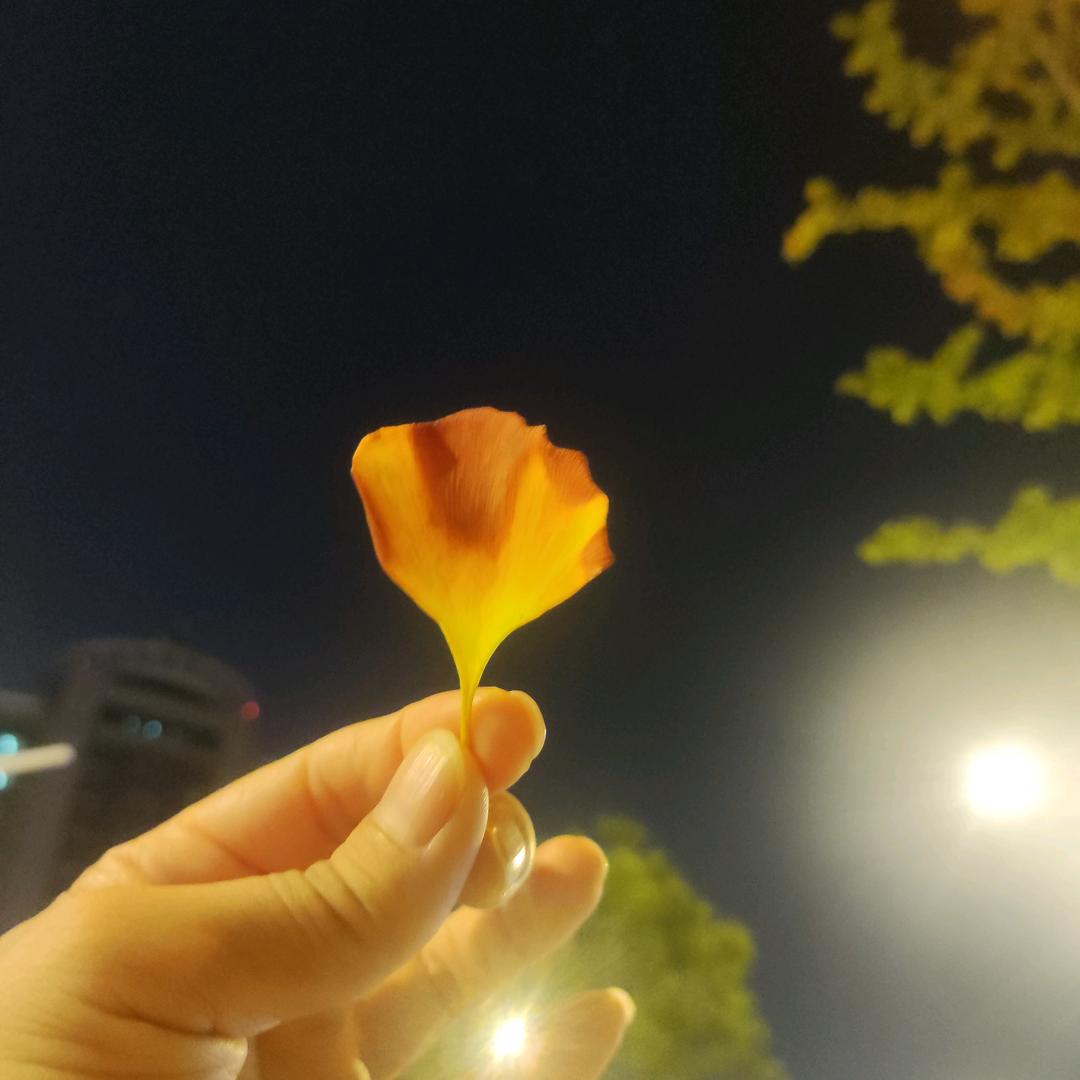 随风飘