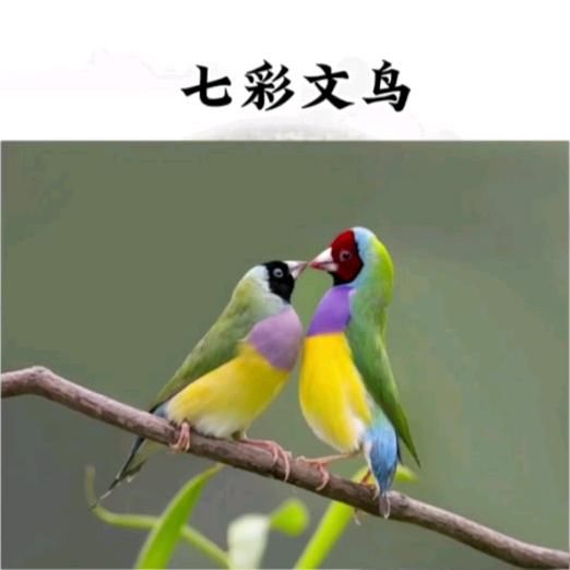 丰羽天成