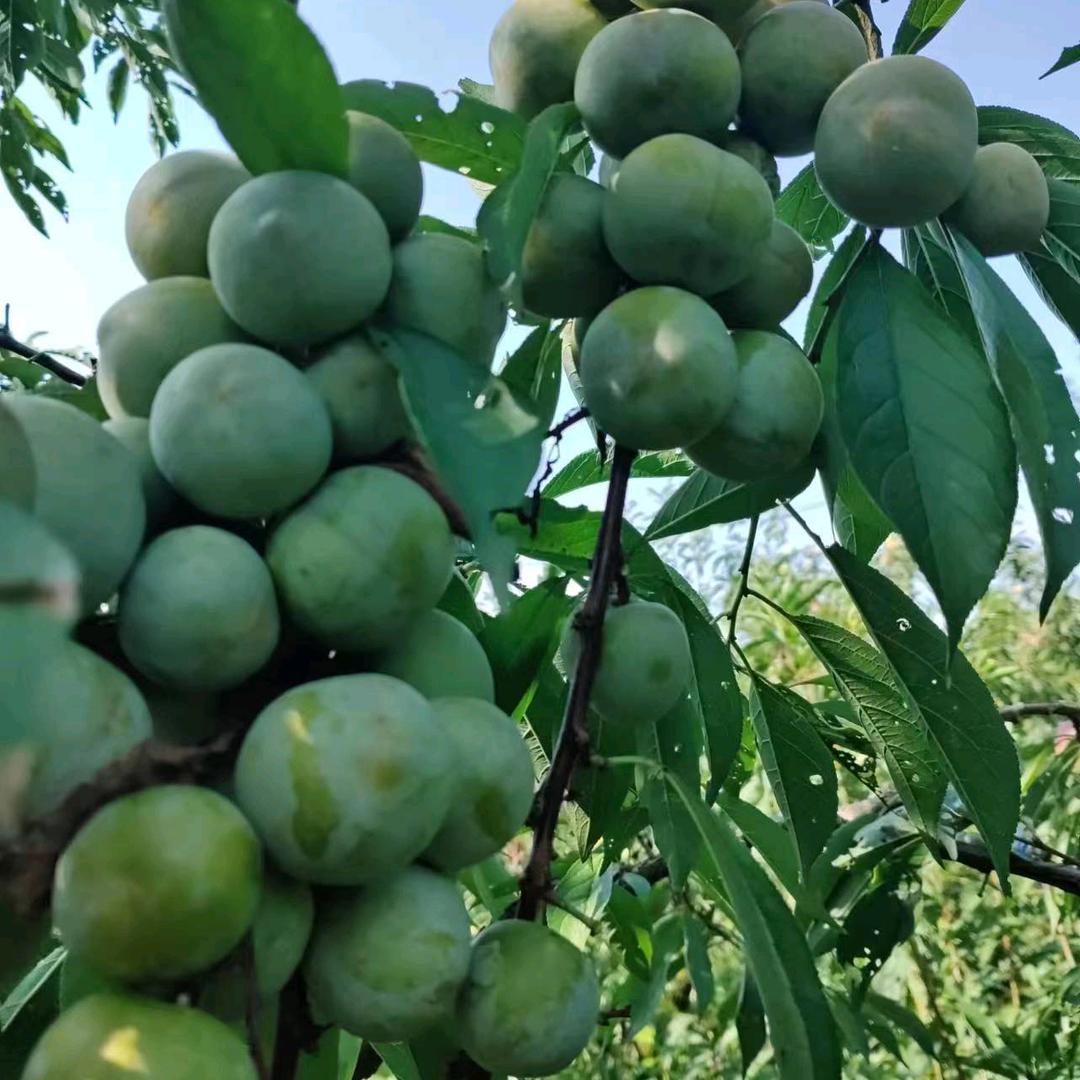 凤凰山田家塝青脆李子直销