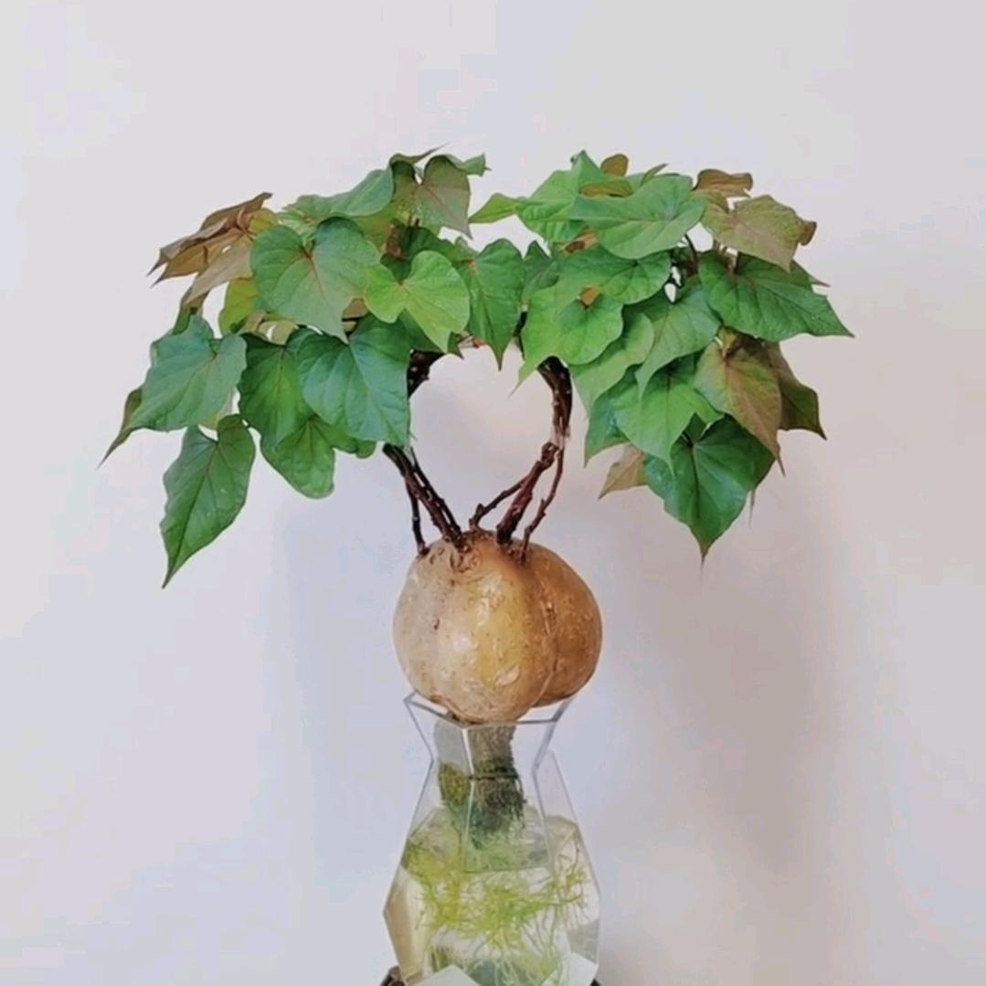 以诚相待