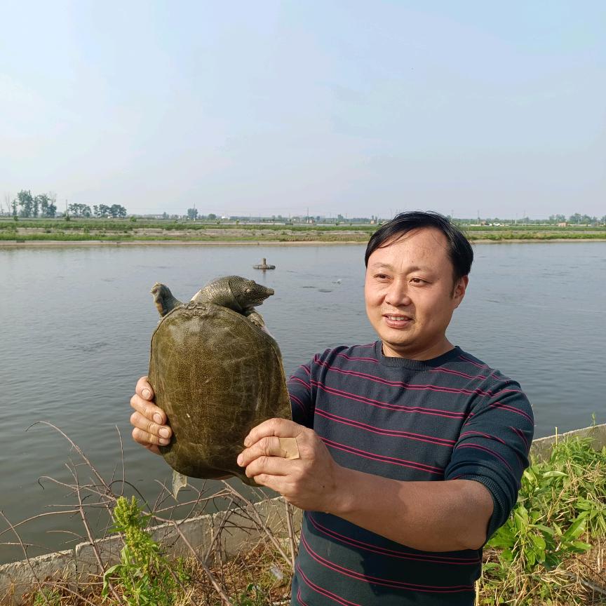 湖鲜甲鱼