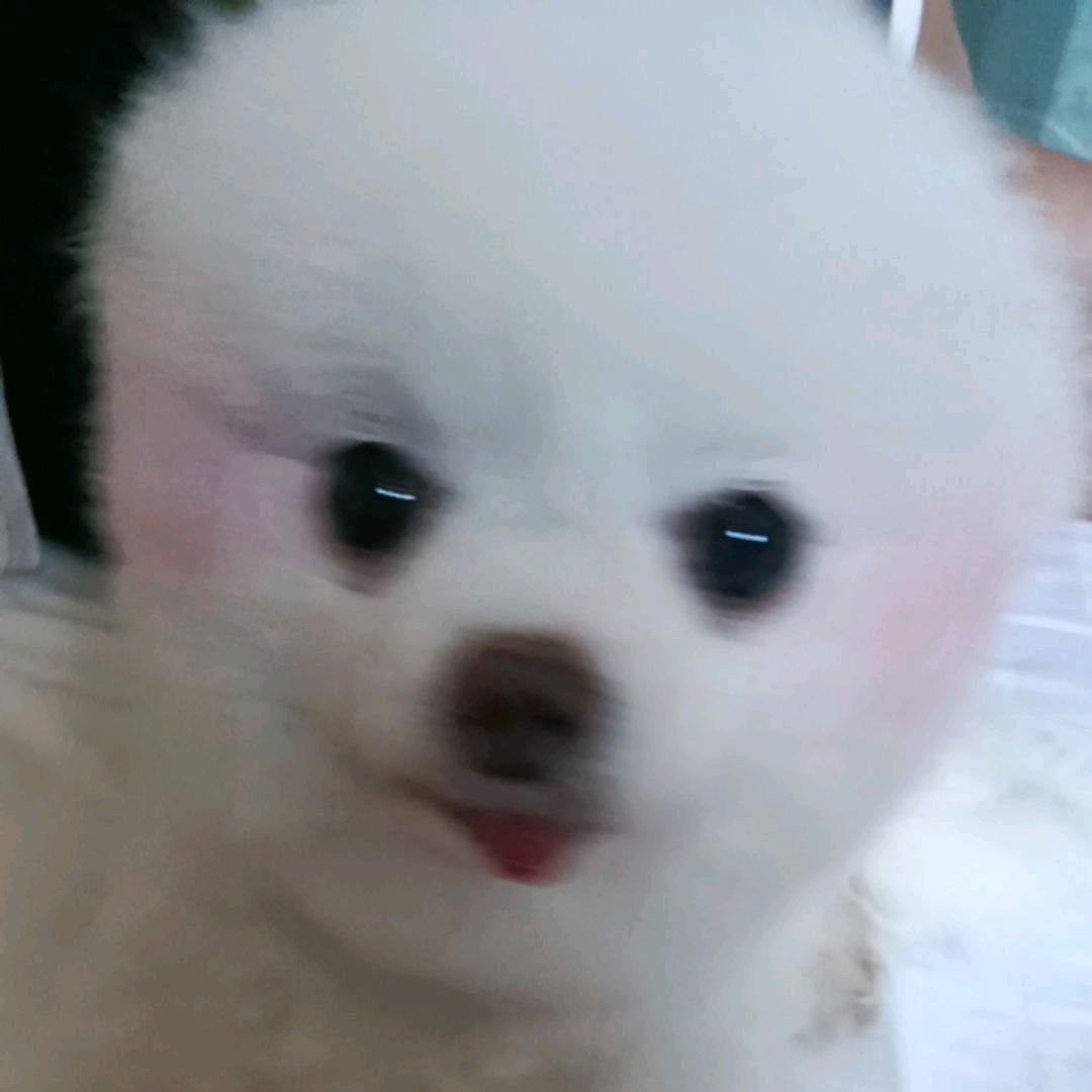 霏霏