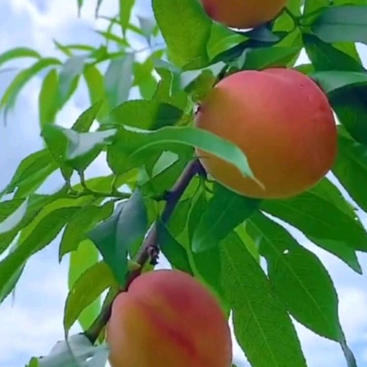 小买买？李萍