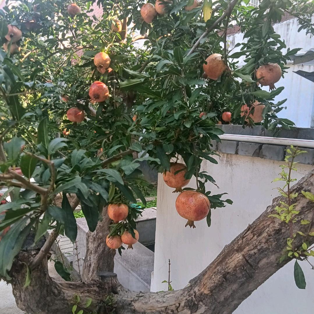 静心