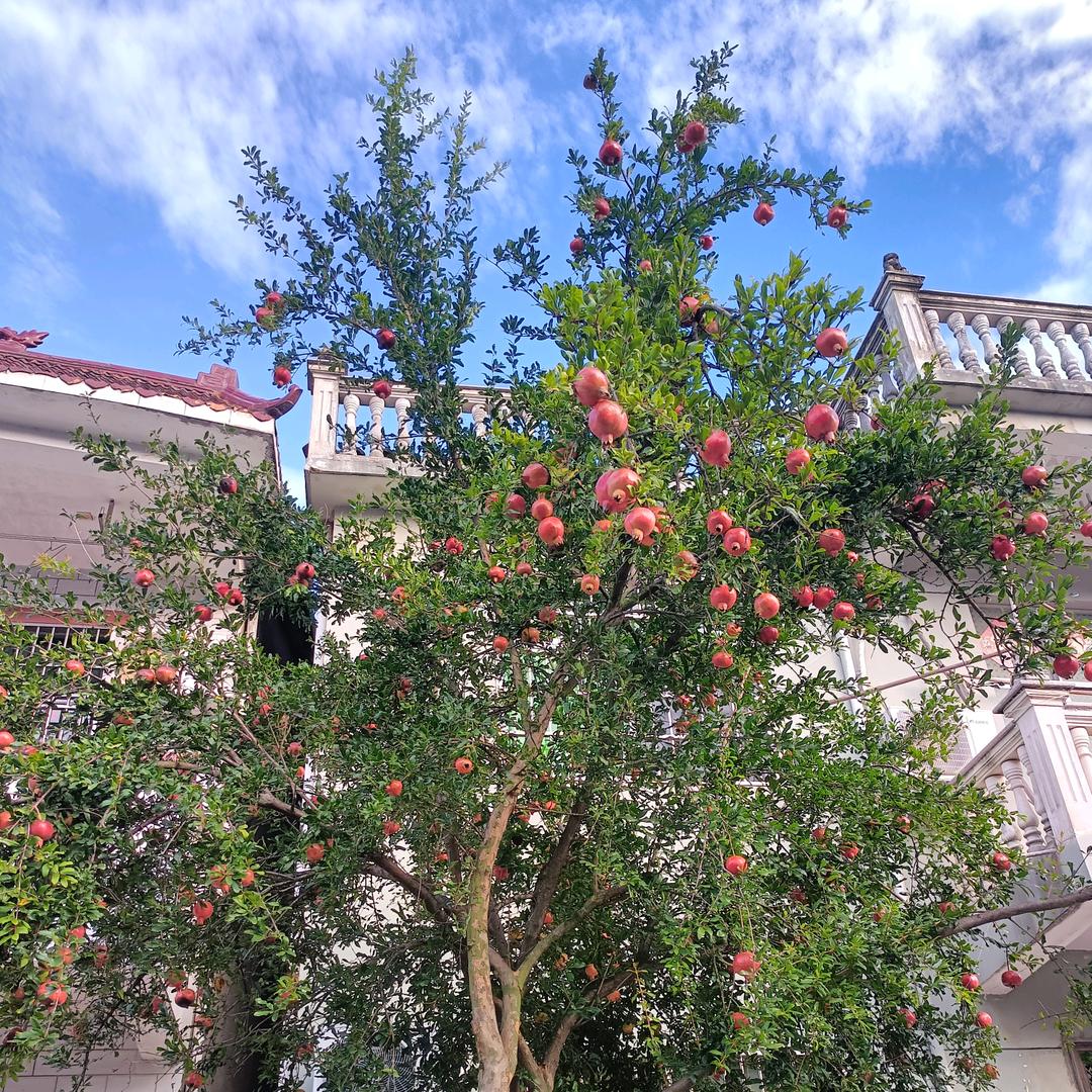 努🐉力🐉🎁🎁铁板烧烤🍎🍎