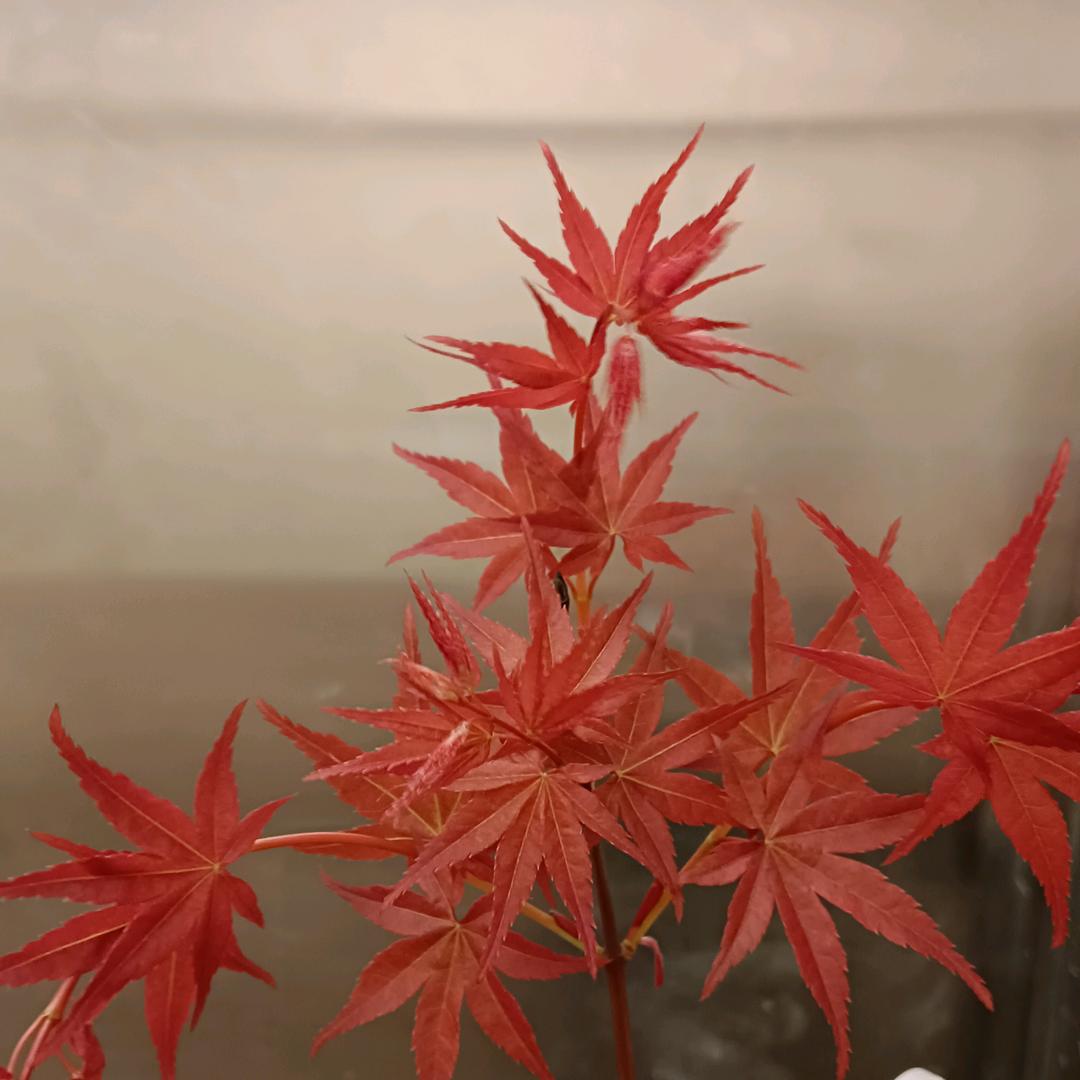 ནོ¹ᵌ¹⁴ 不谈感情&এ᭄࿐