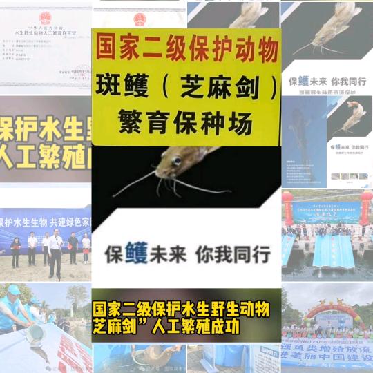 芝麻剑养殖基地