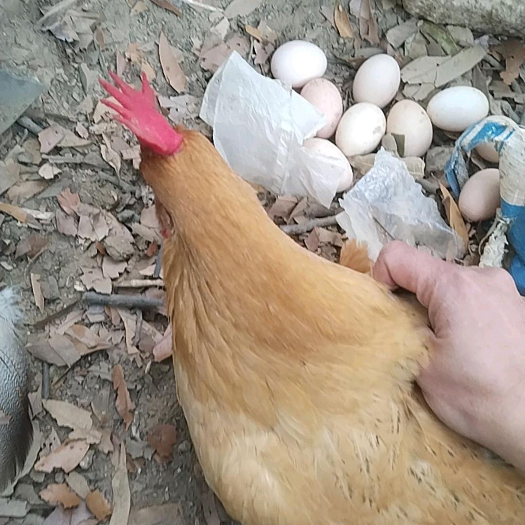 广东姑娘陕西媳妇