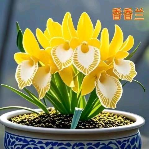 梦想
