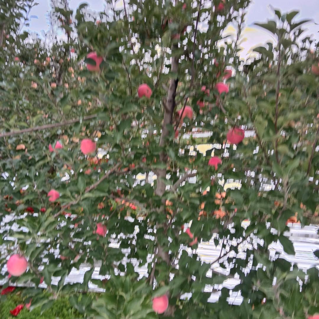 陕西省延安市洛川苹果