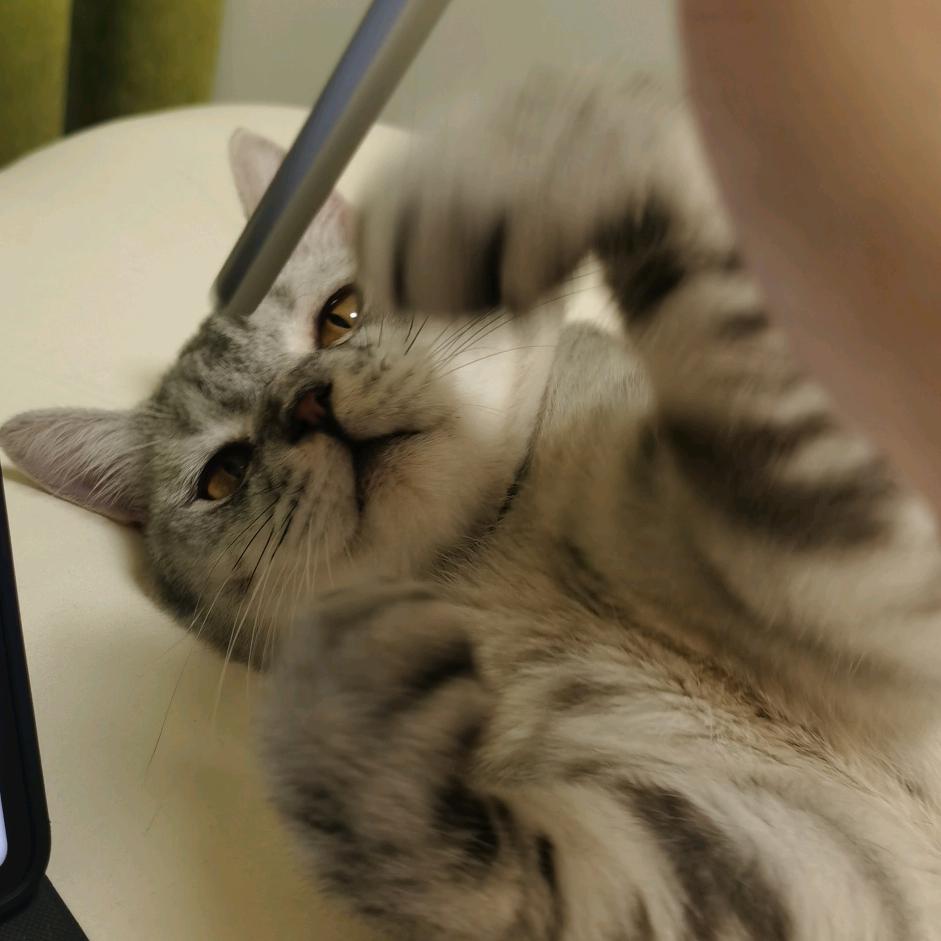 猫桌
