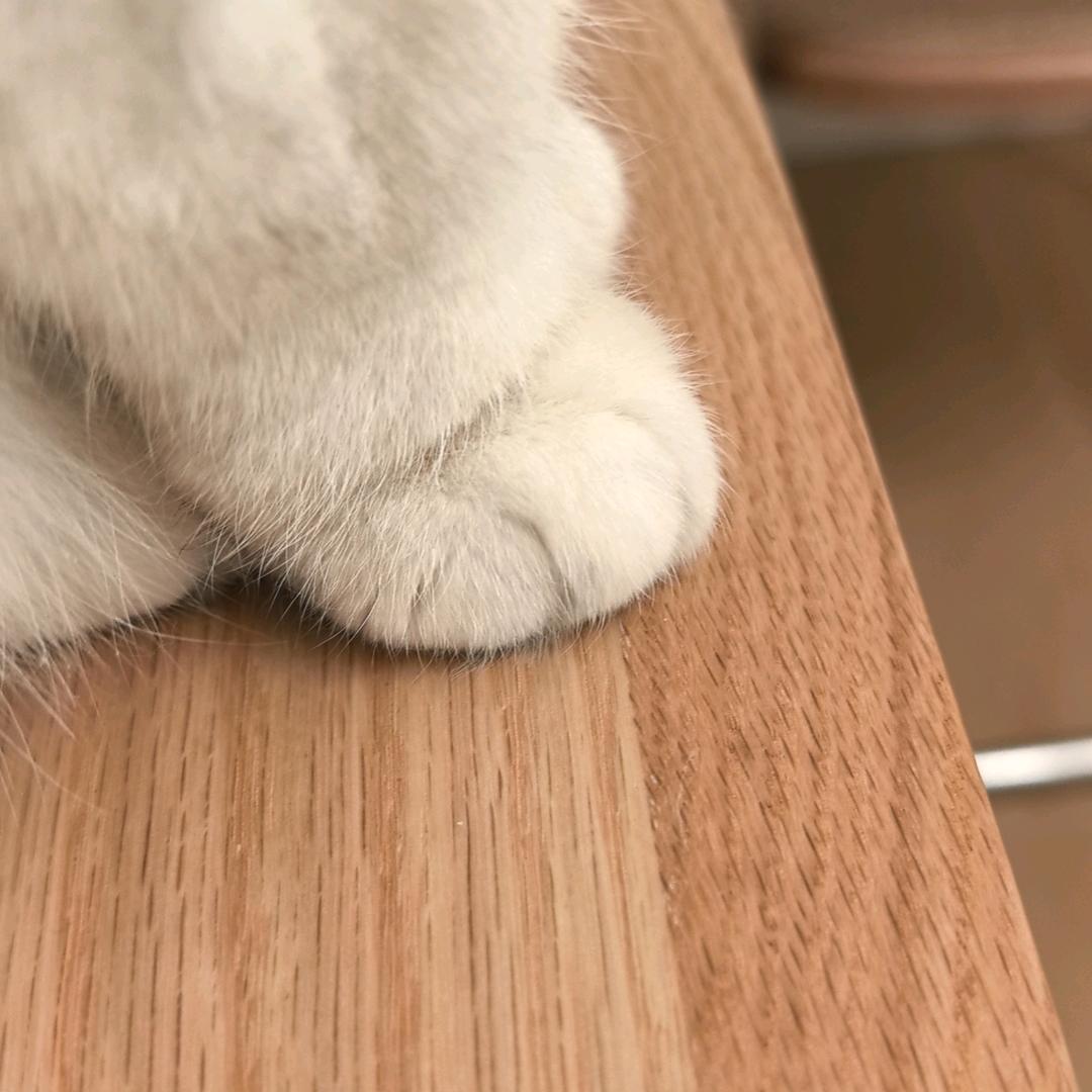 奶泡