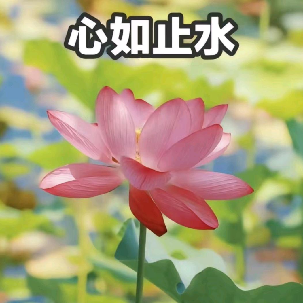 蓝岛綉