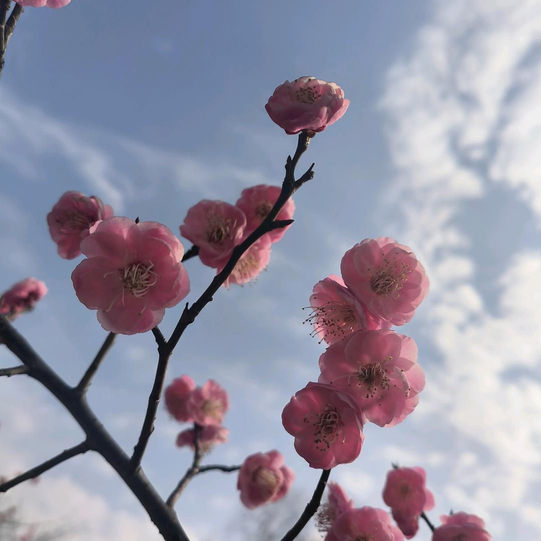 🌱᭄向阳🌻⃟而生ᨳ