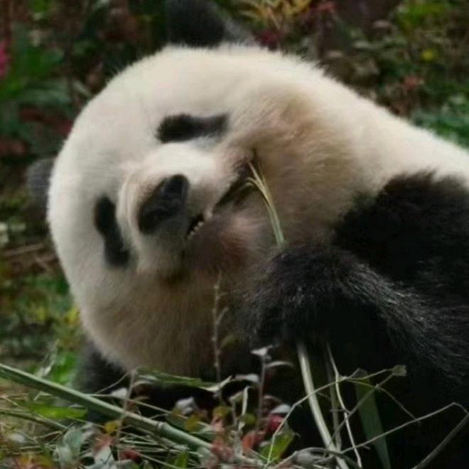 咚咚胖糖
