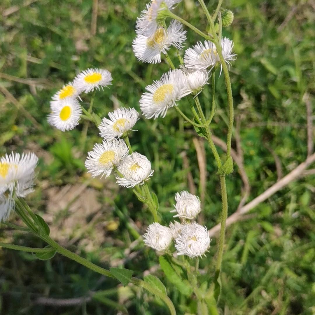 老郑地板按装王子