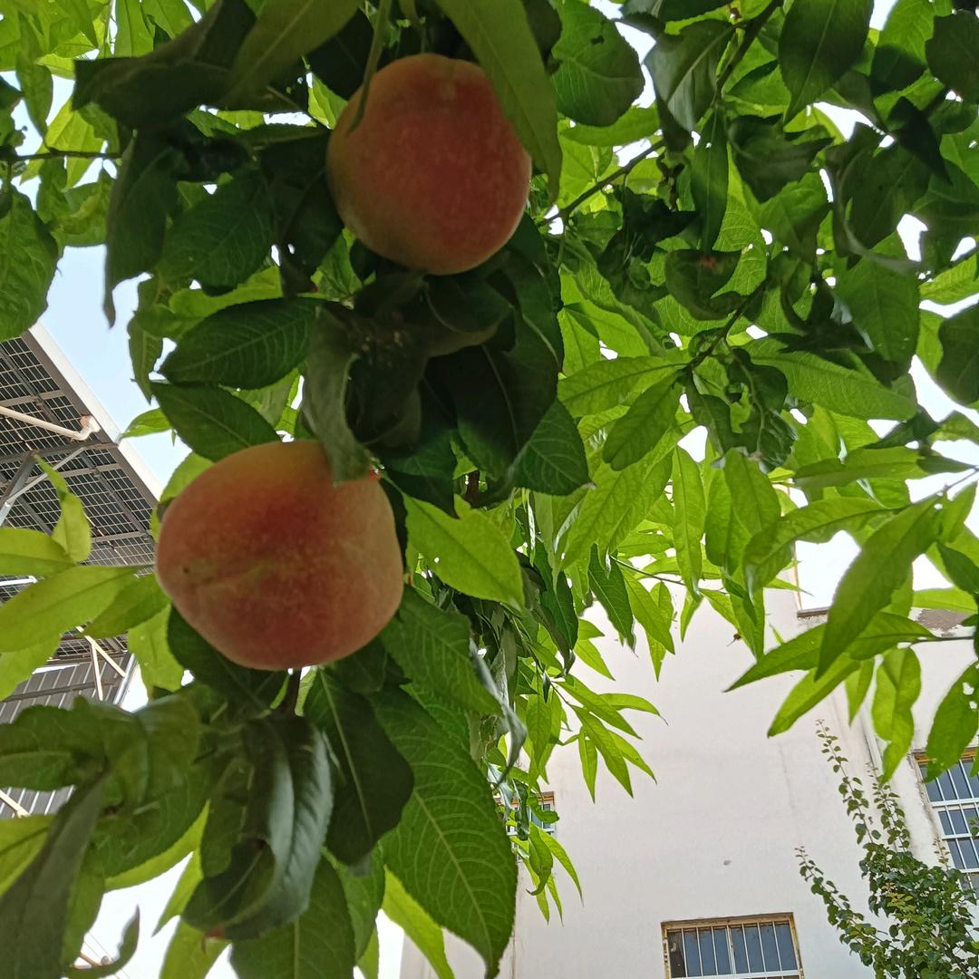 情有独钟