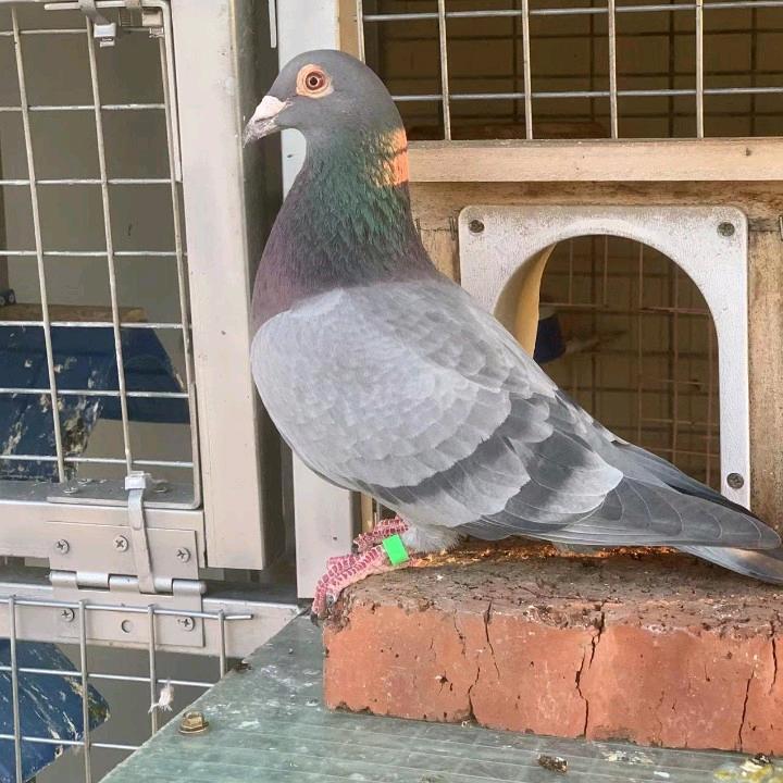 天翔鸽舍（粉丝破1000送成绩幼鸽一对）