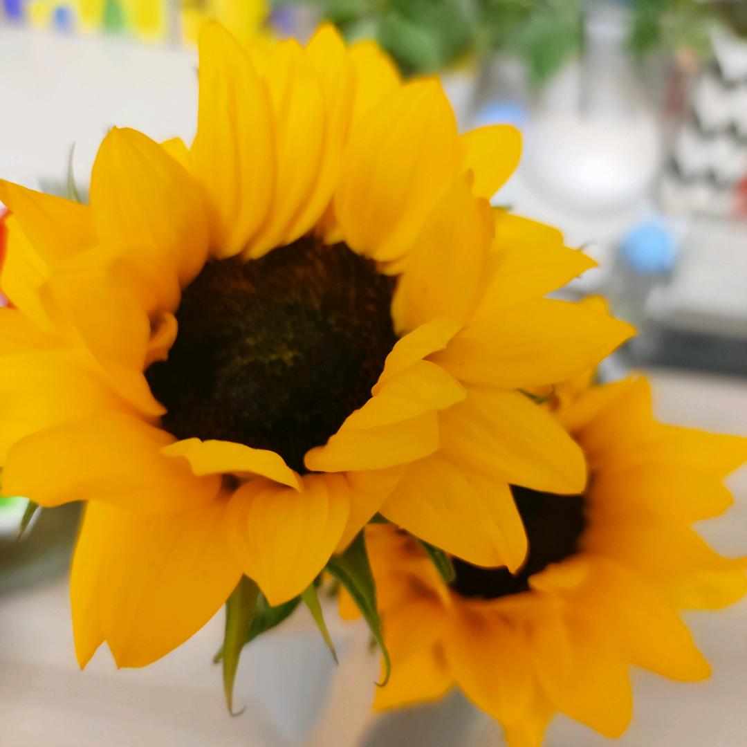 启辰艺术刘老师