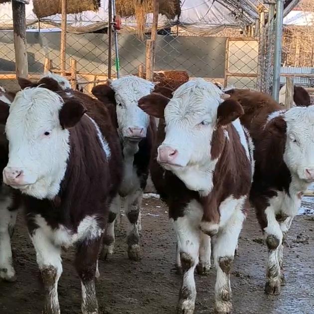 专业抓牛（代办）