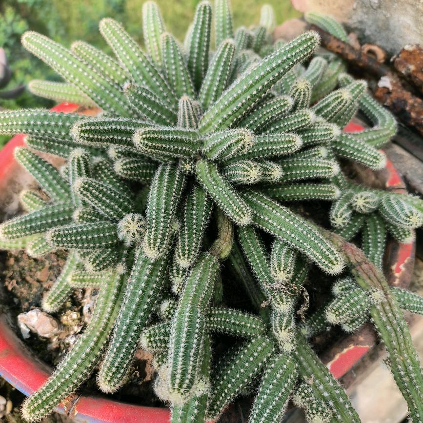 池畔折新荷