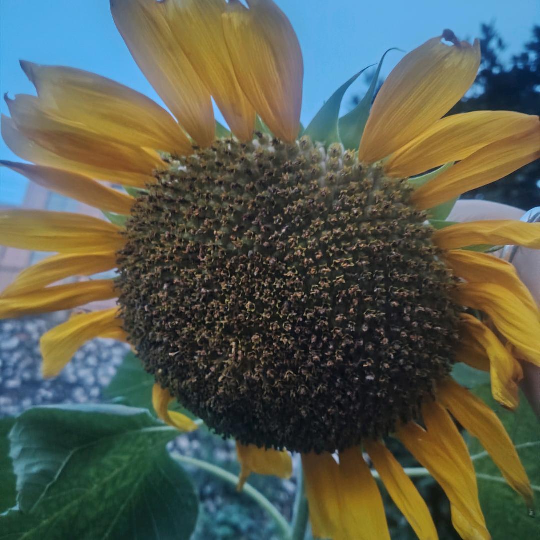 汉堡(农村自建房硬装中)