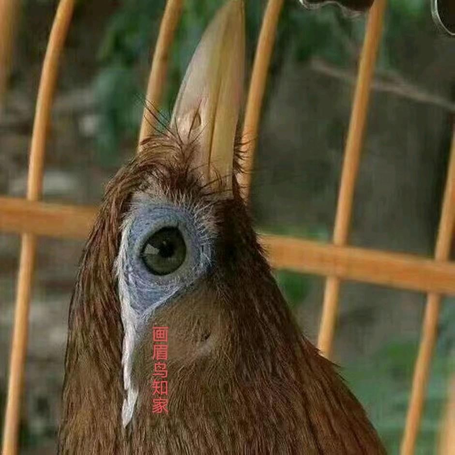 画眉鸟知家