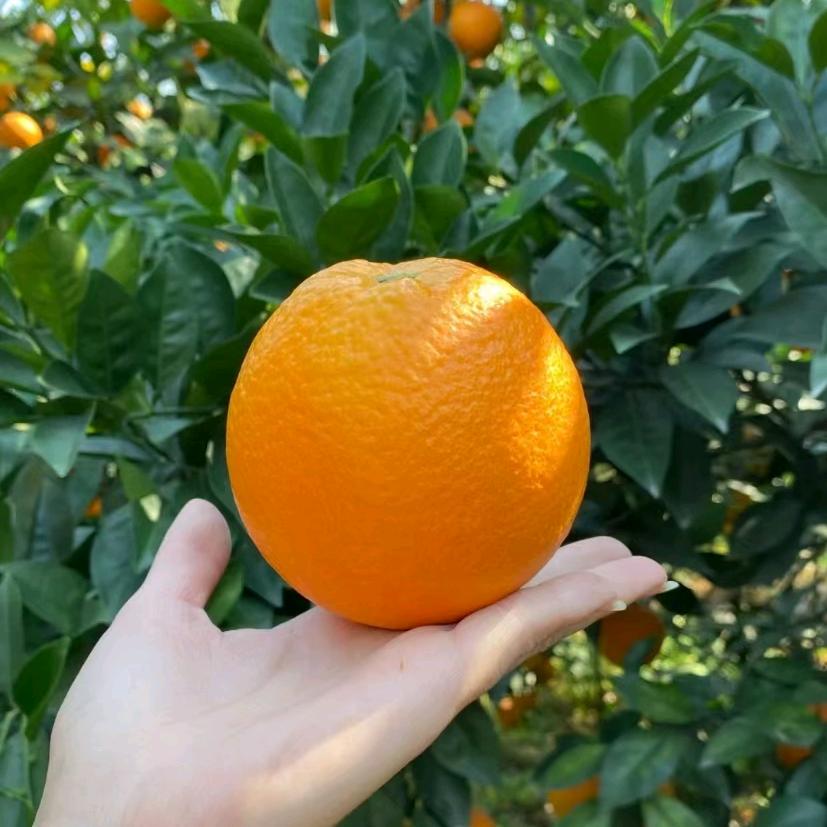 谷山源脐橙